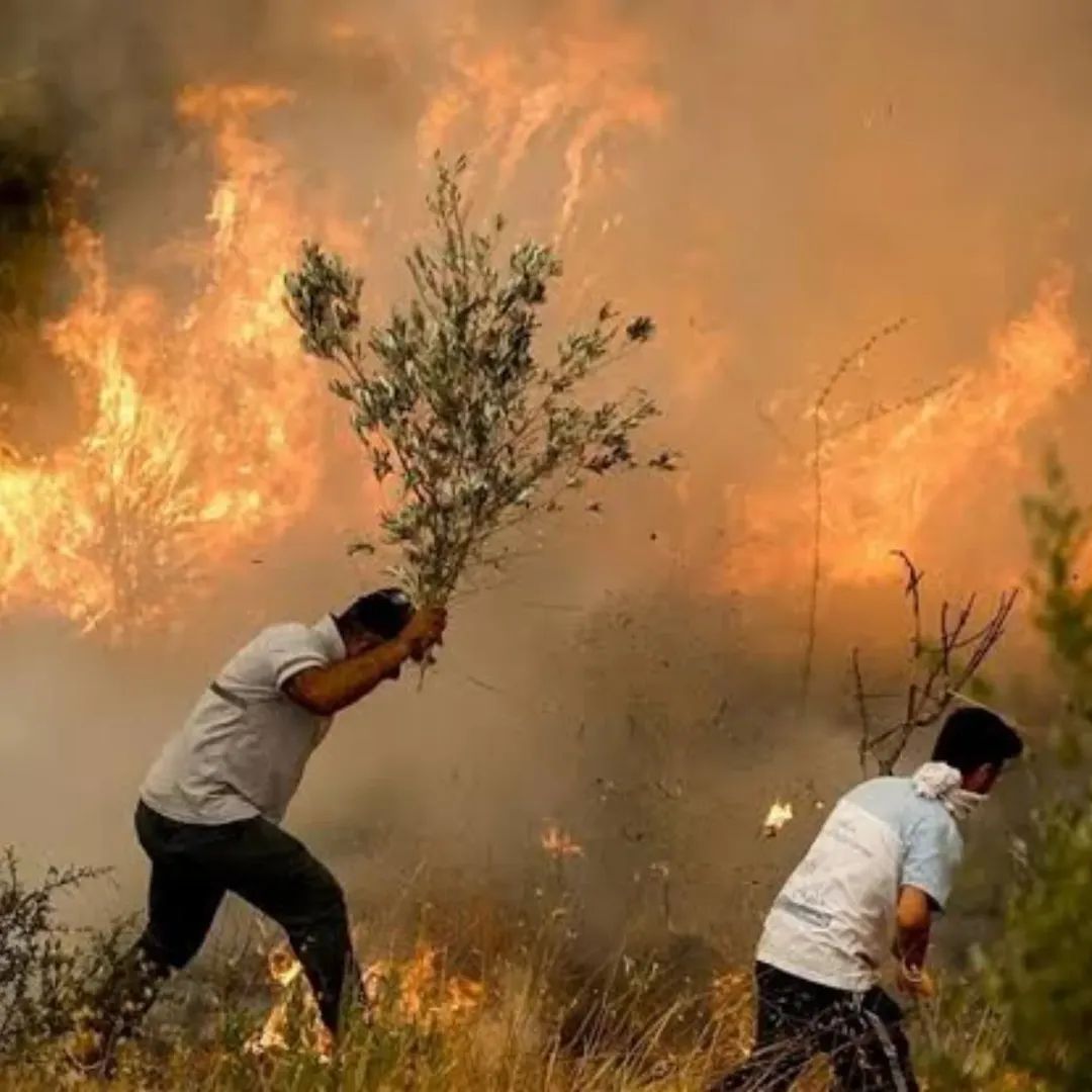 Cam Şişeler Yangına Neden Olabiliyor

Yaz aylarında artan sıcaklıklarla birlikte orman yangınlarında da ciddi artışlar yaşanıyor. Yangınların bazı nedenleri arasında insan kaynaklı hatalar kadar, ormanlık alanlarda gelişigüzel bırakılan cam şişeler ve benzeri atıklar da