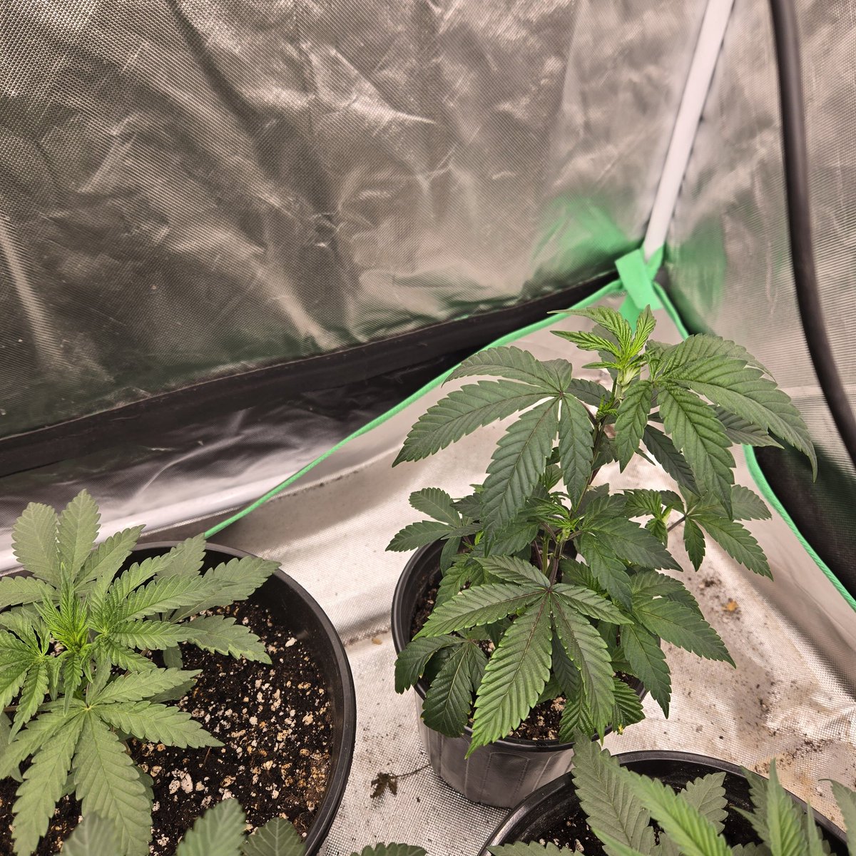 ElevatedExpdton's tweet image. Devil driver and gorilla breath clone from tikimadman