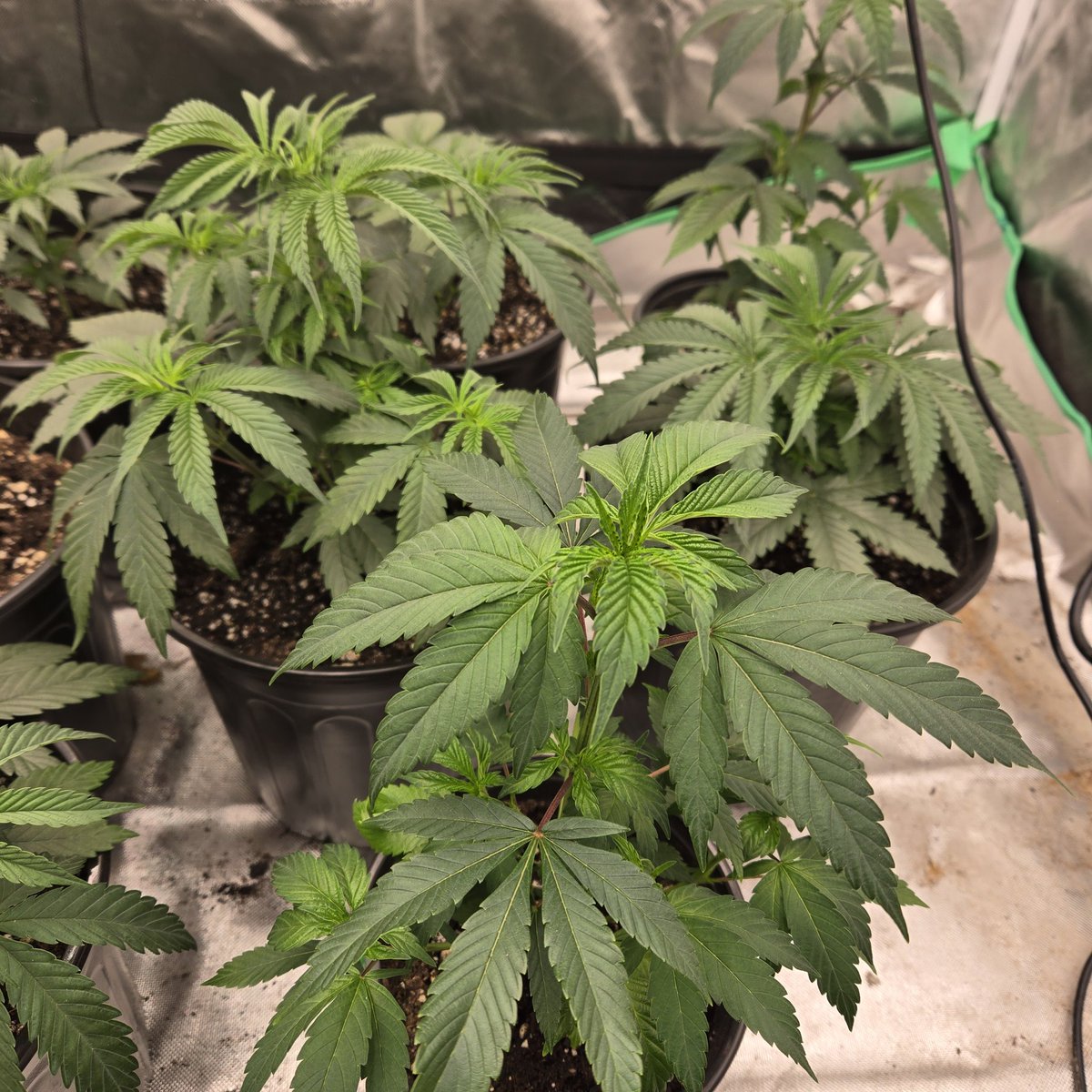 ElevatedExpdton's tweet image. Devil driver and gorilla breath clone from tikimadman