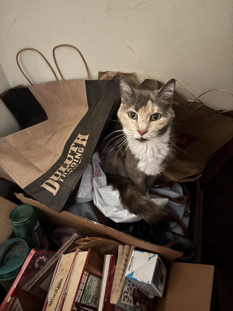 FloofyMom's tweet photo. Itโs #catboxsunday or is it #catbagsunday? Georgia is on a bag in a ๐๏ธ! Always trying to one up everyone. #cats #CatsOfTwitter #catsofx #overachiever https://t.co/byOJFwsDHK