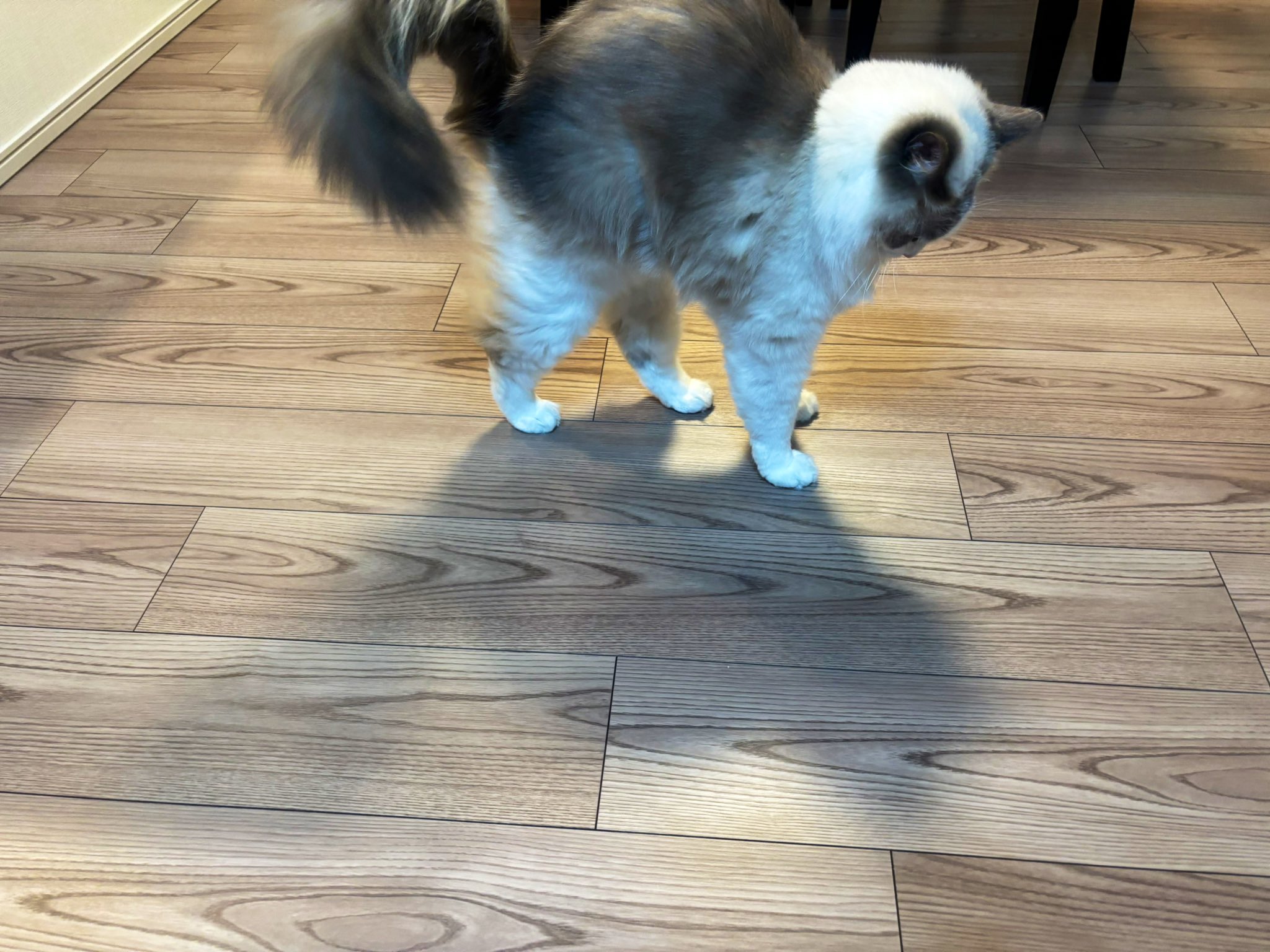 カニちゃん🐈‍⬛ラグドール (@kanichan0630) / X