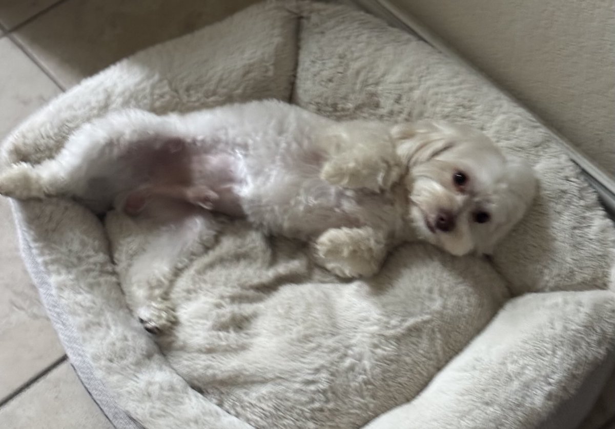 CooperEarlJones's tweet image. I want you to paint me like one of your French bulldogs
