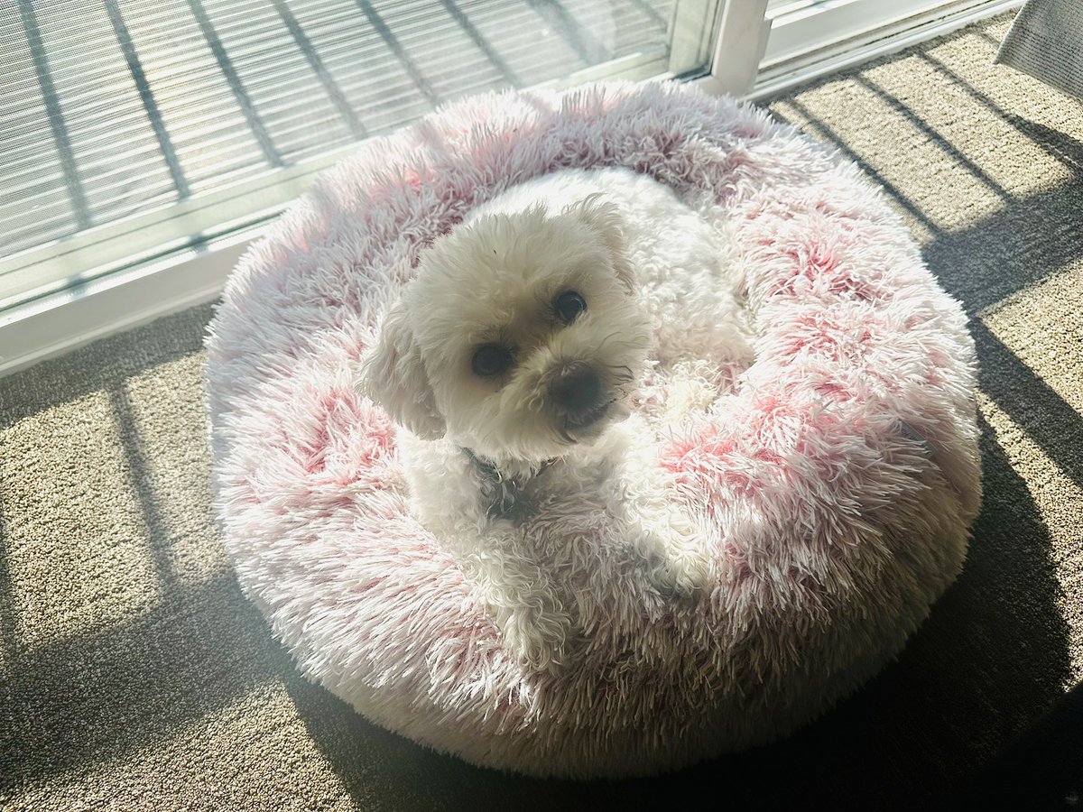 🐶💖HAPPY #SUNDAY! Peaches loves being in the sunlight!
