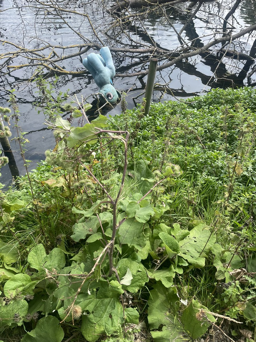 Ellily2's tweet image. Big #Waddon energy this morning! 💪💚 Locals showed up to clean up #WaddonPonds — even the little ones got stuck in!
The park and the pond is looking great but still needs love. Massive thanks to all 🙌 Let’s keep it clean: use the bins & take your litter home!
@RowennaDavis