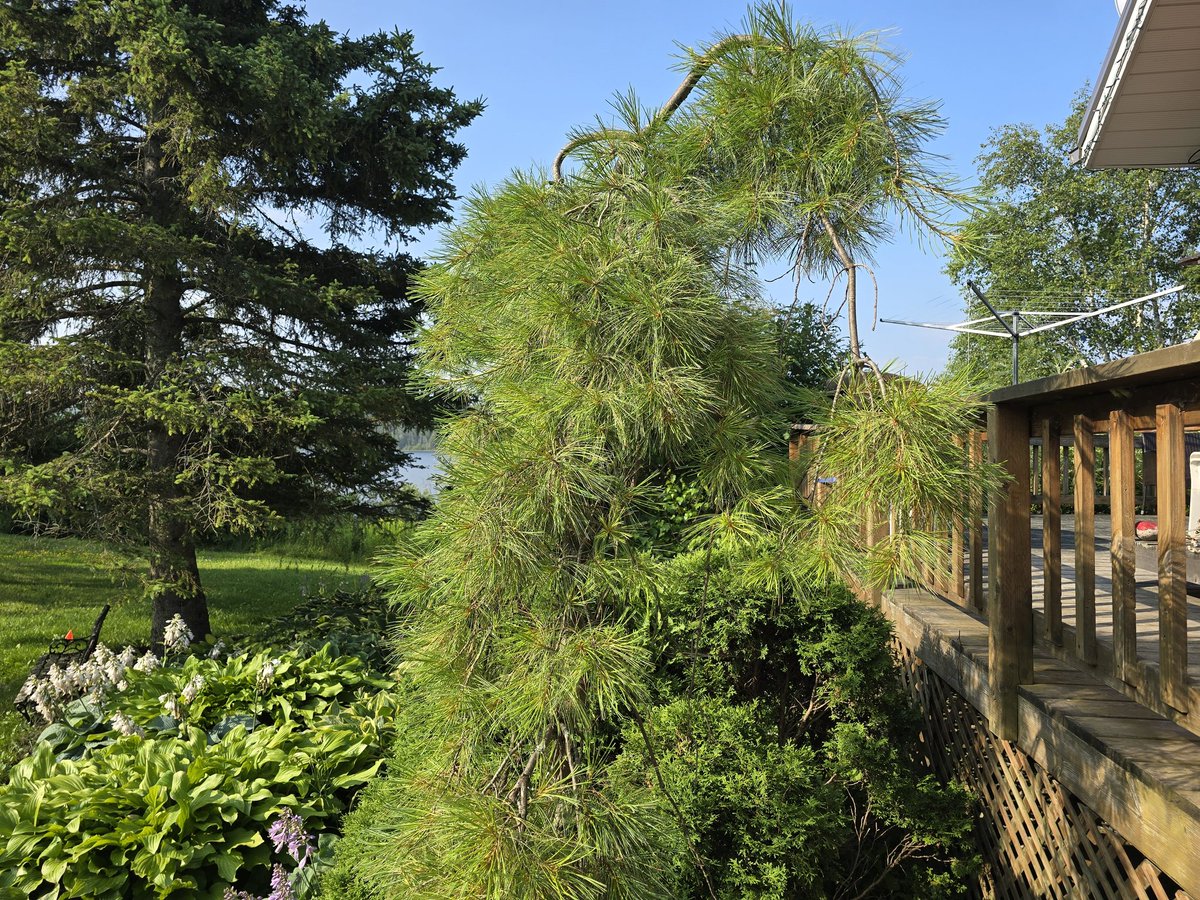 We purchased this weeping pine about 30 years ago. When we moved to the lake I dug it up and brought it along. When I bought it, it was about 30cm high. It's over 6' tall now. Paid $50. I wonder if it still has a $$$ value?