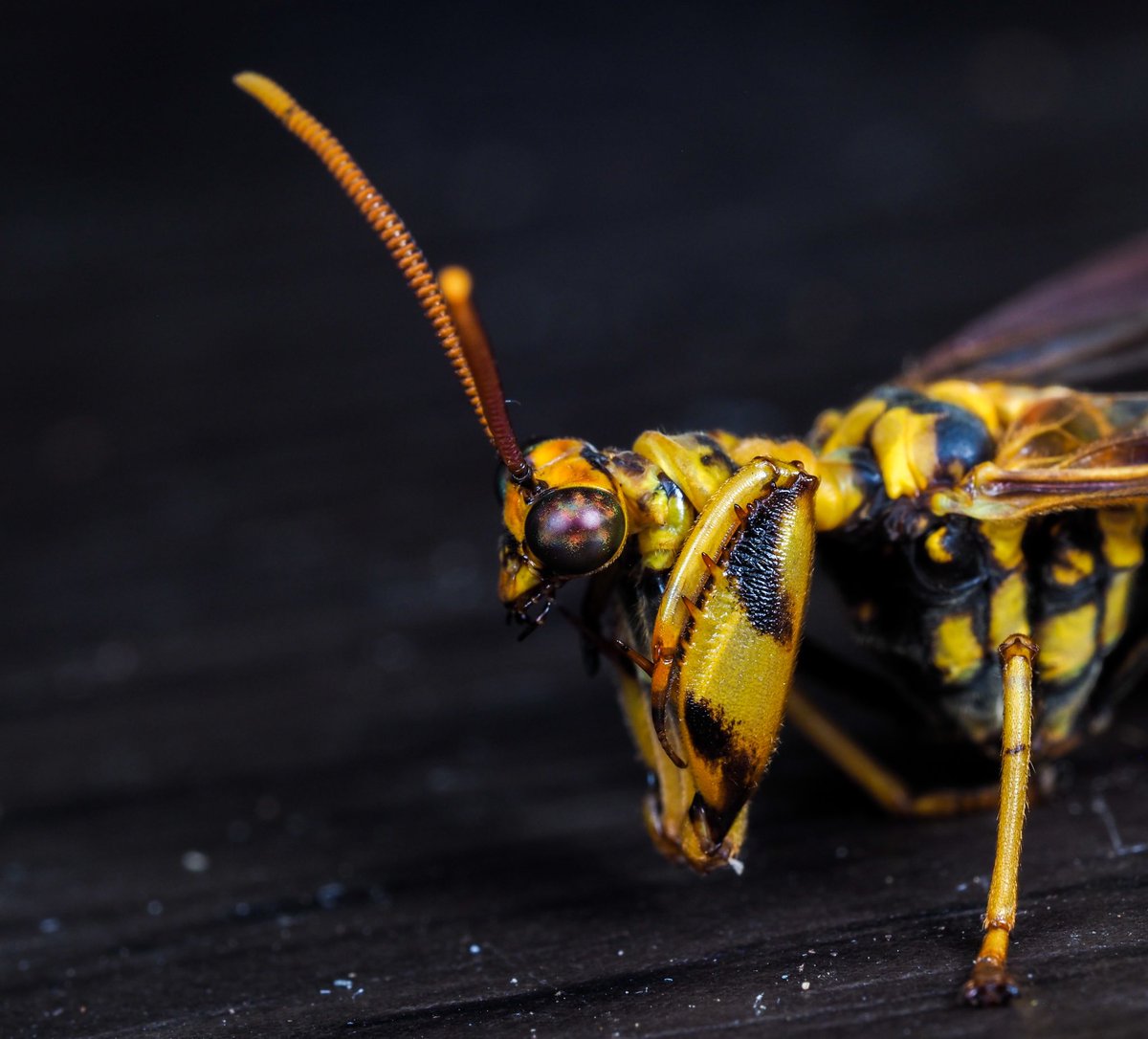 yasui0323's tweet image. 【オオイクビカマキリモドキの魅力】
・引き込まれるような複眼
・獲物を捕らえるのに特化した前脚
・捕食者を騙す、アシナガバチのような見た目
・幼虫は蜘蛛の卵嚢で育つ、不思議な生態