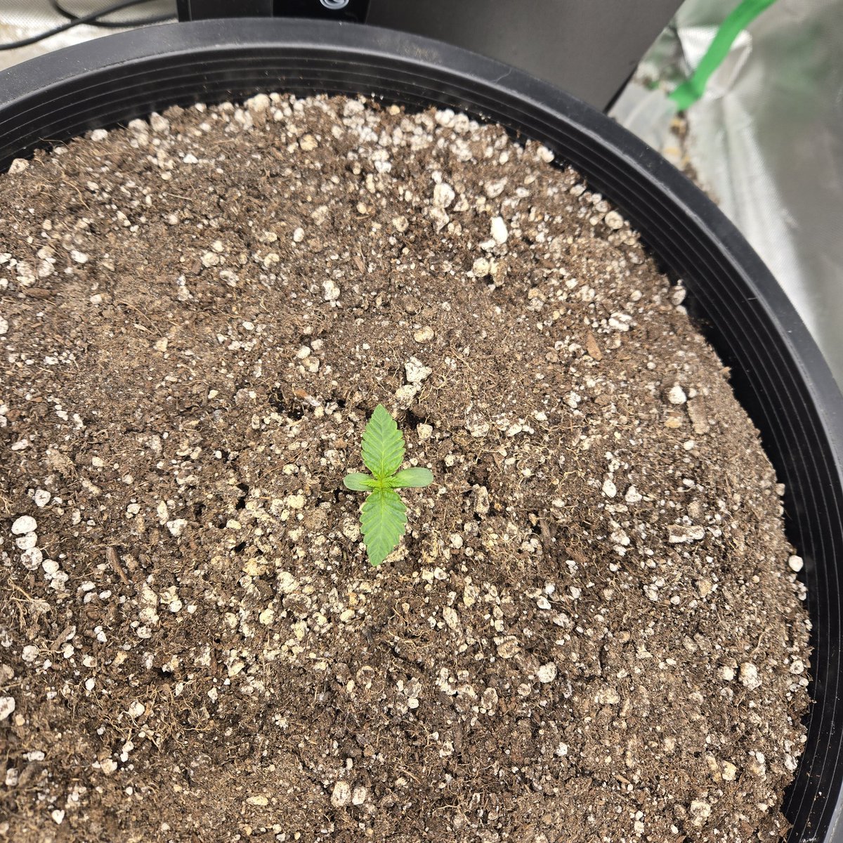 ElevatedExpdton's tweet image. IGFUTI 4.0. Got 1 in a 7 gal, 1 in a 2 and 1 in a solo. Been watching this dude for a hot minute im so stoked for these