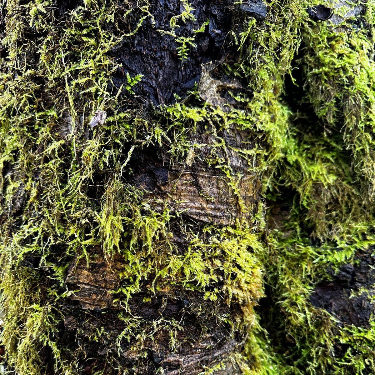panprincipal's tweet image. Forest reset.
No screens, no CT, no Ordinals, no crypto.
Just trees, moss, bugs, mushrooms.
And sun, and rain, and wind, and fire.
I’m back – what did I miss?