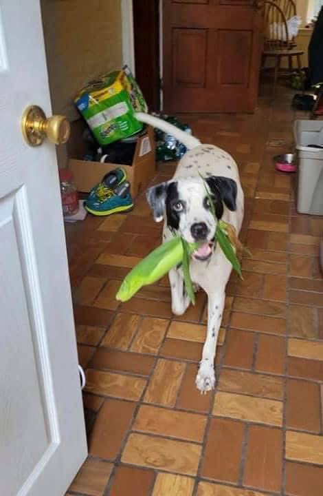 The first time Chester tried corn on the cob.

He had a bit of a learning curve ☺️