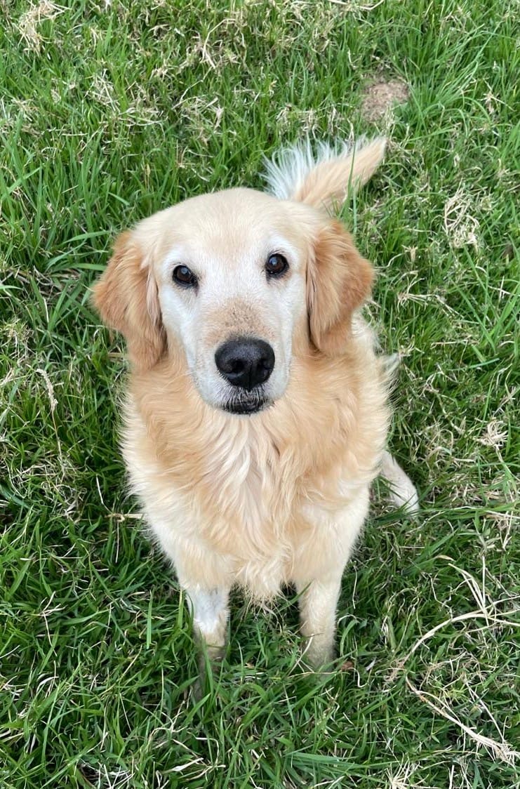 #PERDIDO #QUITO
Nombre: #Killa
Fecha: 2025-07-24
Sector: Norte, Tumbaco, La Tola Chica
Sexo: Hembra
Raza: Golden Retriever
Observación: Muy peluda, gordita
Contacto: 0997634211
¡Ayúdalo a volver con su familia!
#AlertaMePerdí