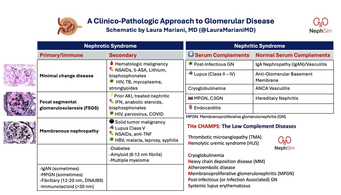 Neph_SIM's tweet image. A Clinico-Pathologic Approach to Glomerular Diseases: schematic by @LauraMarianiMD @ASNKidney @GlomCon #BRCU2025
nephsim.com/image-gallery/…
#Nephrology #FOAMed