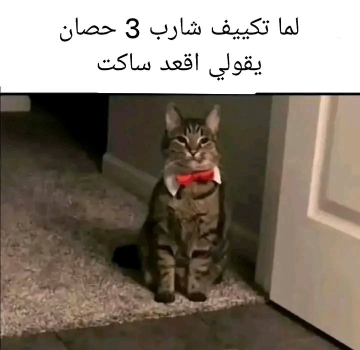 مكرونة (@makrona12345) on Twitter photo 