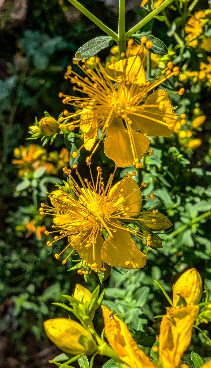 Deux petits soleils...
(Hypericum perfoliatum, Millepertuis perfolié, famille Hypericaceae)
#SundayYellow #Wildflowers
#macro
☀️