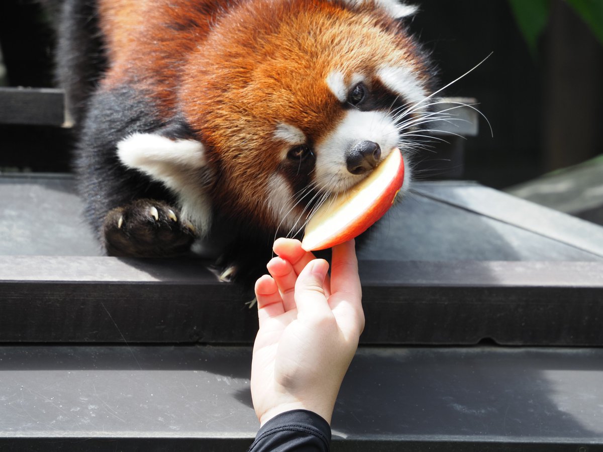 kyon_rp_'s tweet image. 3のリンゴをもらったランマル坊ちゃん(3歳)

#レッサーパンダ
#redpanda
#浜松市動物園
#ランマル