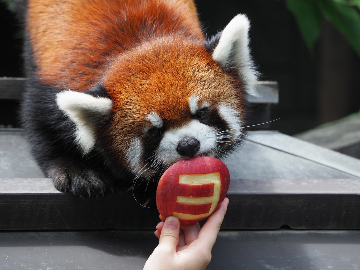 kyon_rp_'s tweet image. 3のリンゴをもらったランマル坊ちゃん(3歳)

#レッサーパンダ
#redpanda
#浜松市動物園
#ランマル
