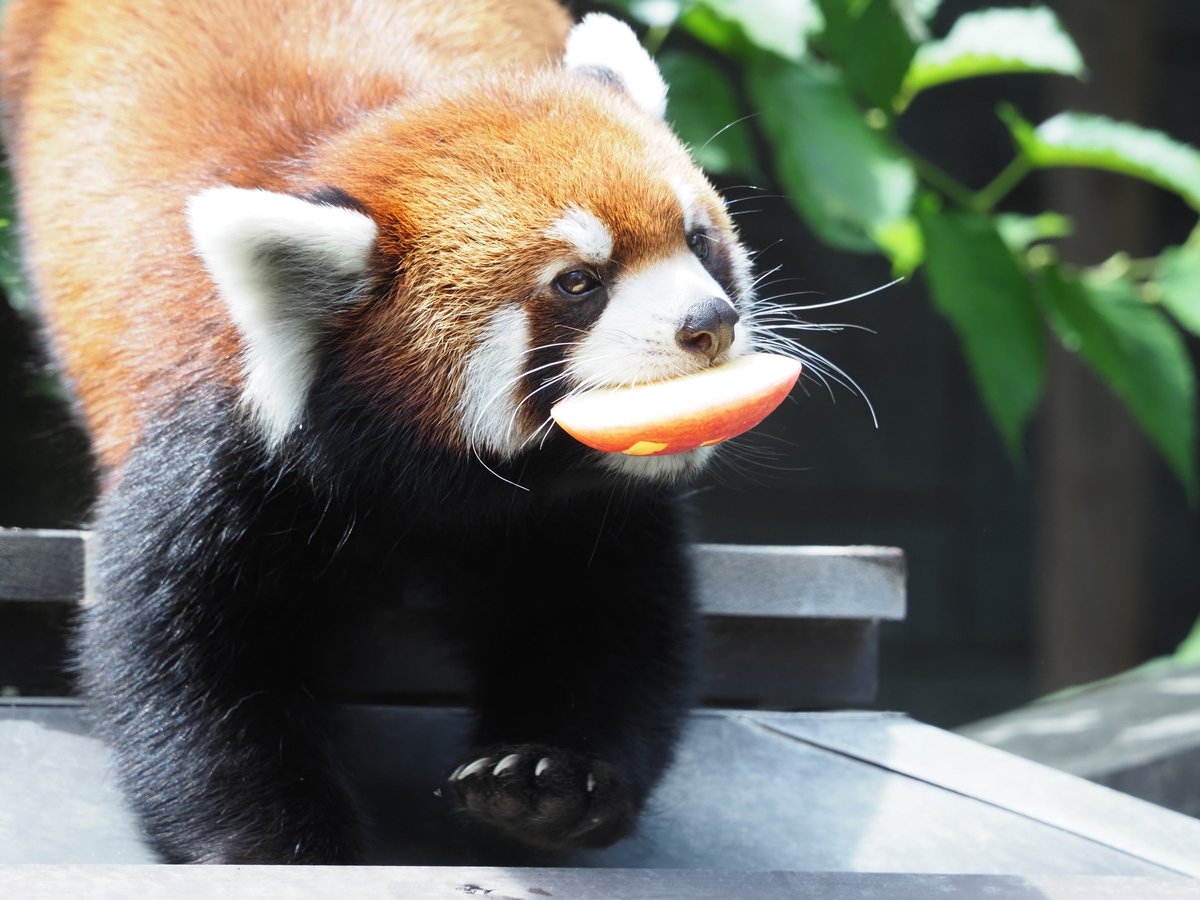 kyon_rp_'s tweet image. 3のリンゴをもらったランマル坊ちゃん(3歳)

#レッサーパンダ
#redpanda
#浜松市動物園
#ランマル