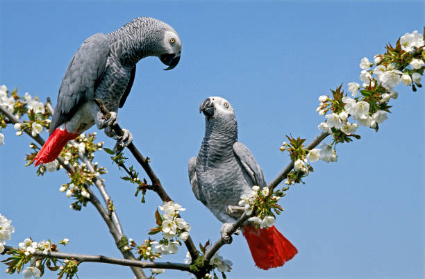 Politicians' promises just for the birds? Open the link and read all about it: themalestrom.com/culture/summer…    Or see for yourself here: youtu.be/rK7EAliLOiQ   All this, and loads more, on my website: peterspencer.org  X