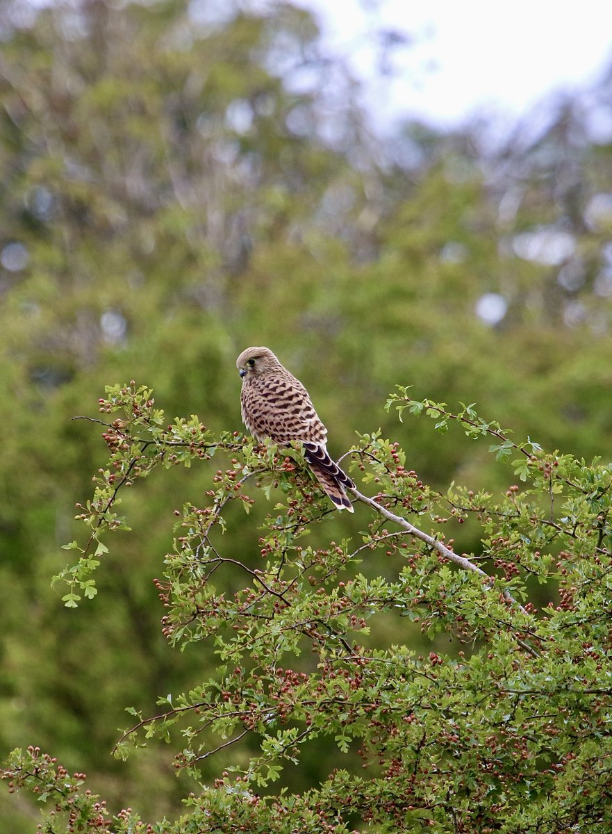 A young Kestrel this morning on Bourton Downs.