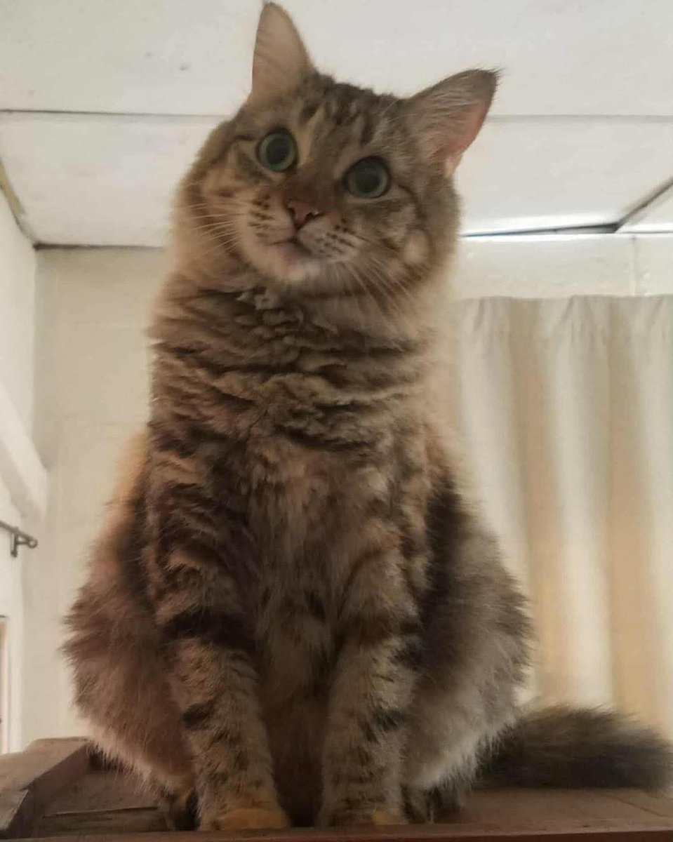 lyssitta's tweet image. #ServicioSocial
EN ADOPCIÓN 😻🐾
La doy en adopción por qué tengo un bebé de un año que es asmático y hace poco casi muere por lo mismo, el pediatra me dijo que mi bebé no puede estar con animales y bueno a mí se me ha hecho difícil estar pendiente de mi gatita la tenemos en el…