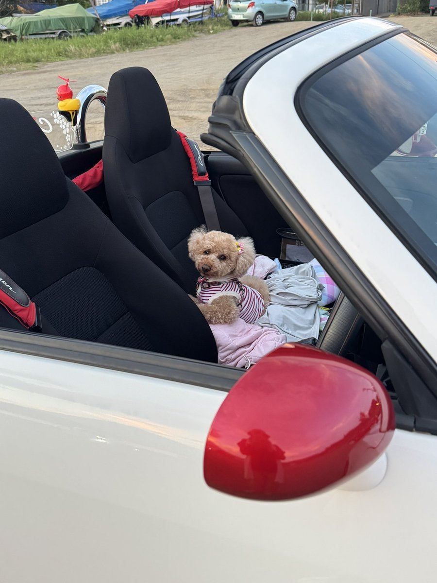 今日は、ワンコペンツーリング🐾🐶🚗³₃
山梨県へお邪魔しましたჱ̒( ᐛ )̧̢
コペン6台、他2台
ワンコ9匹(≧▽≦)

久しぶりのロングツーリング🚙 ⸒⸒🚗³₃🚗💭
私も小麦ฅ🐾も大満足な1日でした💯
帰り道、3台でちょっと寄り道🗻

#コペン
#ワンコがいる生活