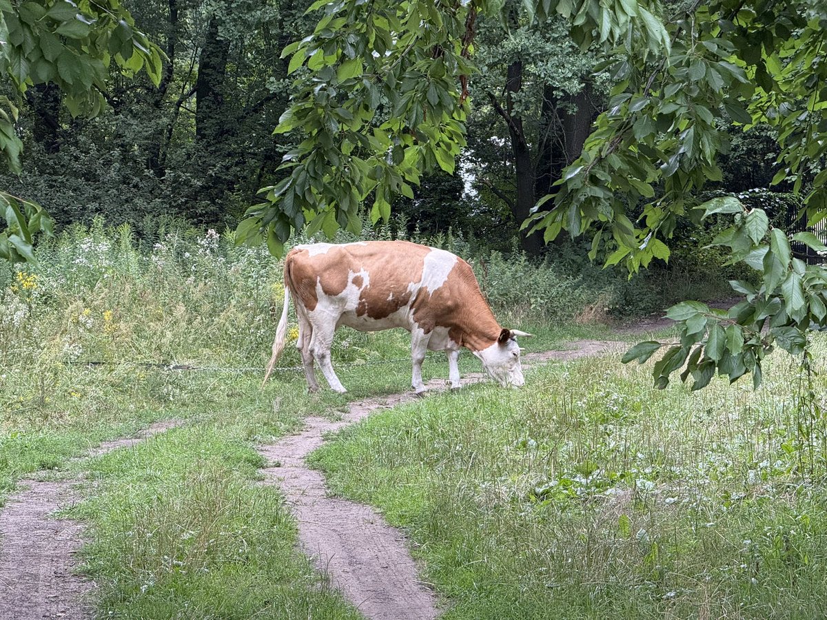 kaereste's tweet image. I was walking around my neighborhood with my doggo and suddenly we ran into @jojo17568.