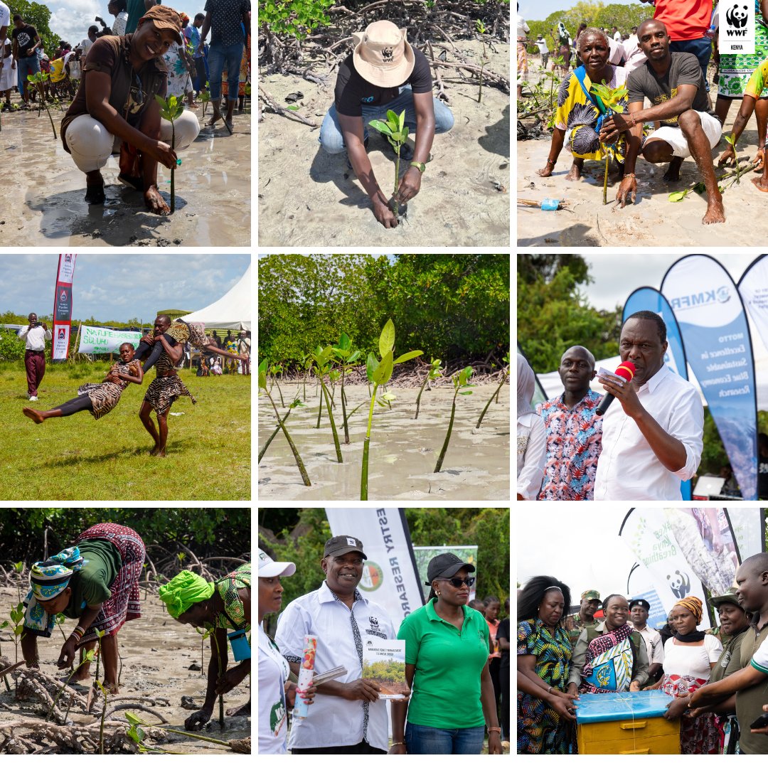 Scenes from Mida Creek, Kilifi County, as Kenya marks International Day for the Conservation of the Mangrove Ecosystem.

From traditional dances and strategic launches to mangrove planting and community celebrations, this year’s event captured the spirit of collective action for
