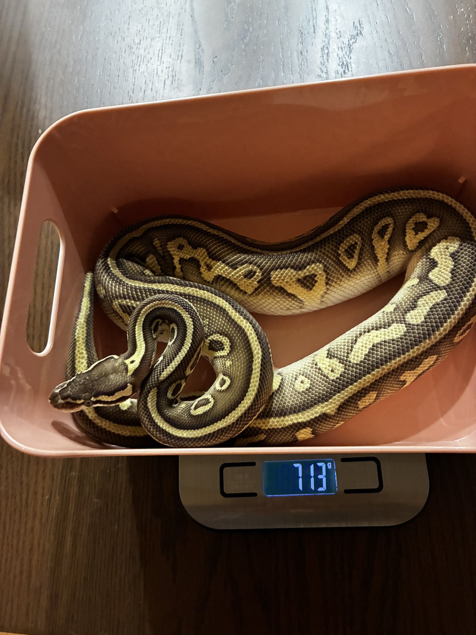 honeybooページ からつけあっきぃ 71Pui9c-0pL._UF350,350_QL80_.jpg