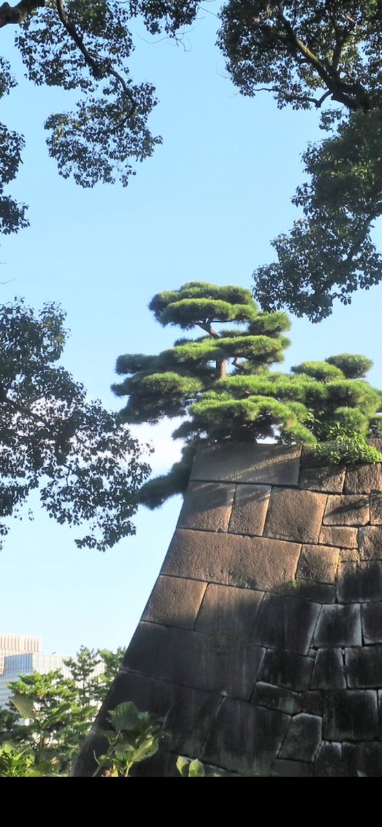 MeadowShadow (@meadowshadow) on Twitter photo Edo Castle itself is a huge bonsai itself. 宏大和精緻兼備。 Edo Castle itself is a huge bonsai itself. 宏大和精緻兼備。