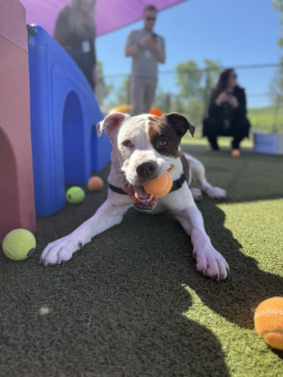YourSPCA's tweet image. No winner last week means the prize rolls over — this week’s jackpot is $200!
Join the SPCA’s Tennis Ball Toss, presented by @NorthtownAuto, for your chance to win cash and support animals in need.
Get your tennis balls now at YourSPCA.org/tbt25.