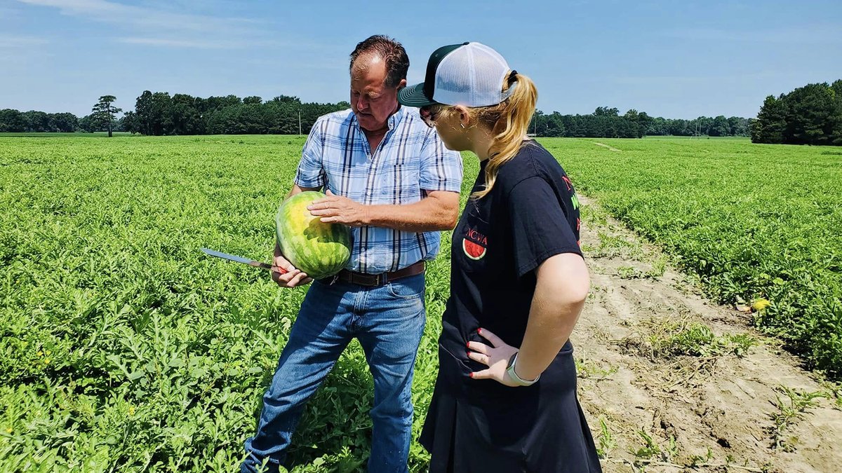 NCStateAlumni's tweet image. Classwork, crop science and a crown? It’s just another day for @NCState’s Watermelon Queen. 🍉👑 @NCStateCALS senior Haylee Davis ’25 juggles her studies with her duties as the face of NC’s watermelon industry, all while championing local agriculture.
🔗 ncst.at/vQjl50Wvw3s