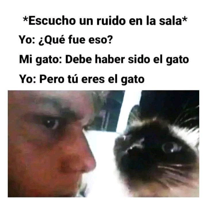 tiofelino2's tweet image. Ruido en la sala 😨🐱🐾