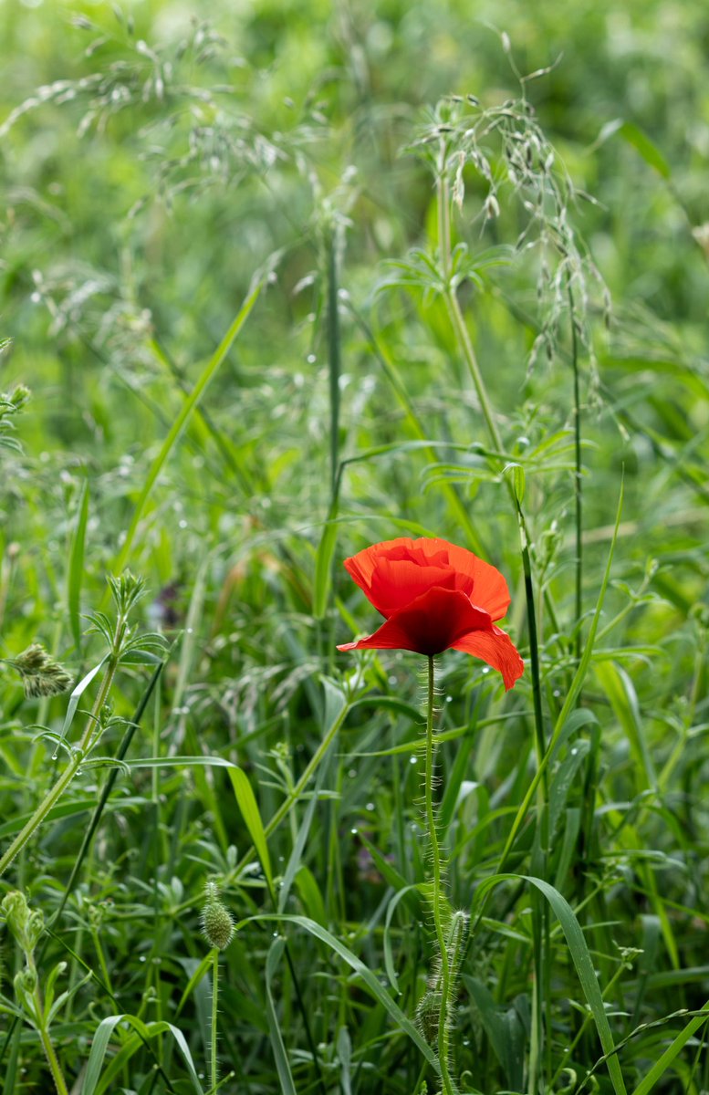 Dawn poppy, #LiffeyLinearPark #Newbridge