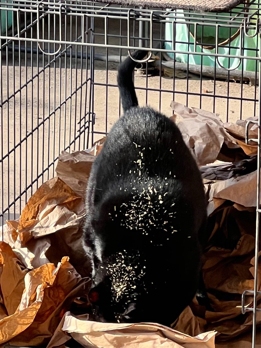 Lone Wolf, Phantom, Patches, and Sabre are having a Awesome #SundayFunday on the Catico enjoying the fresh Catnip the Big Guy has put down for us to enjoy.
😻🌱🌿🏡
#CatsOfTwitter 
#HappyCats 
#Purrs4Peace