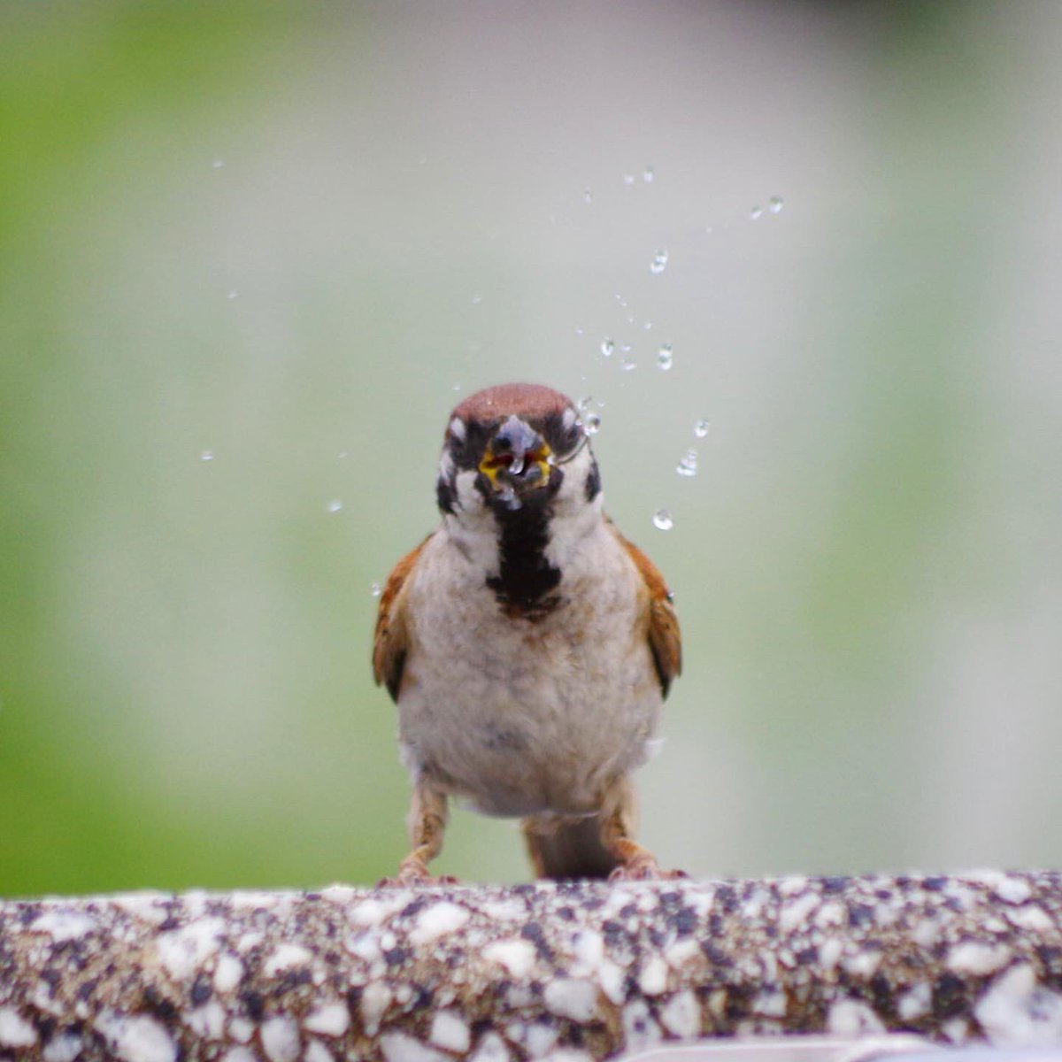 aerial2009's tweet image. おみじゅおいちぃ

#雀 #スズメ #すずめ #sparrow #鳥 #小鳥 #野鳥 #ちゅん活 #スズメ写真集 #bird