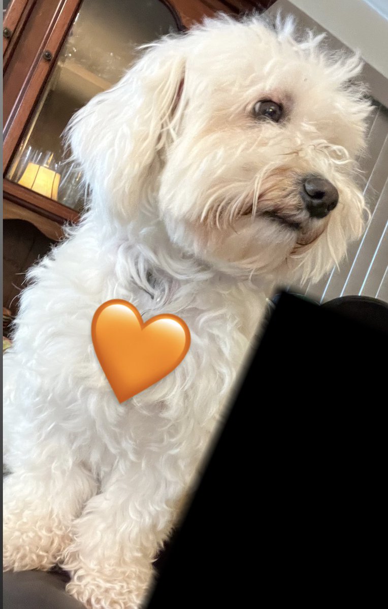 petey_pauloito's tweet image. doggo #MyRyzarFeed