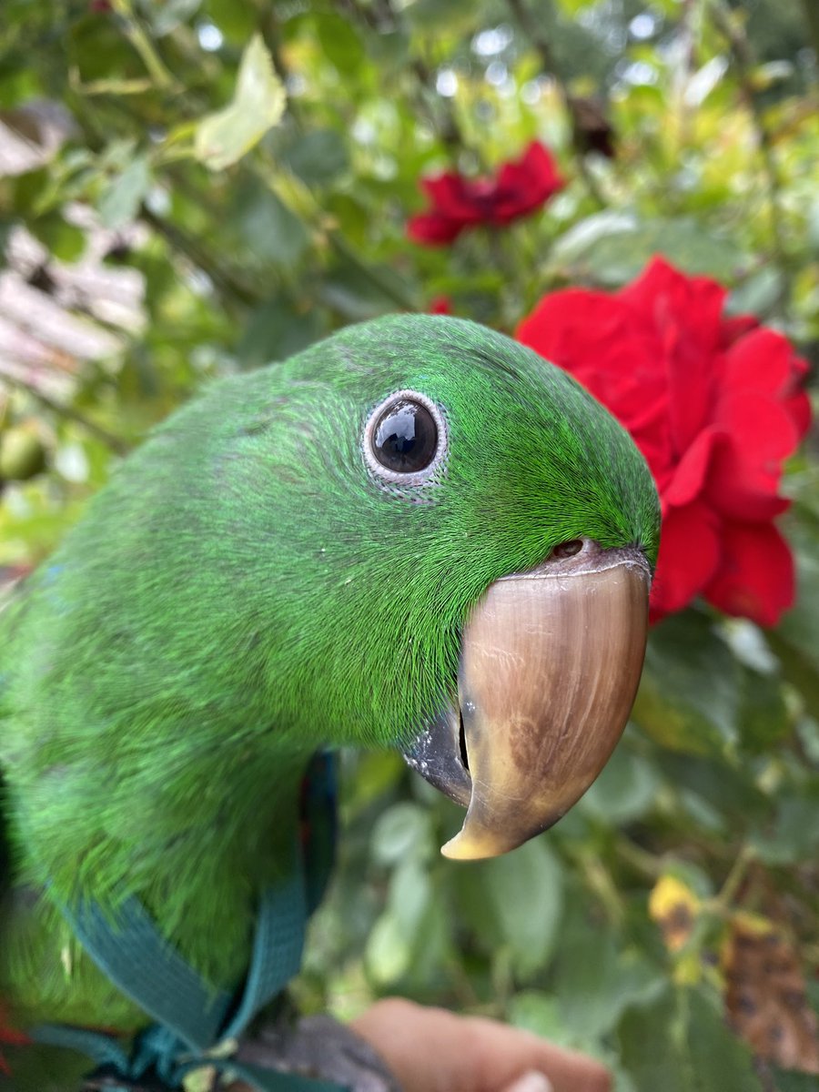 DominikaWalus's tweet image. #Zazou💚 na pierwszym spacerze po ogrodzie 🥰
#EclectusParrot