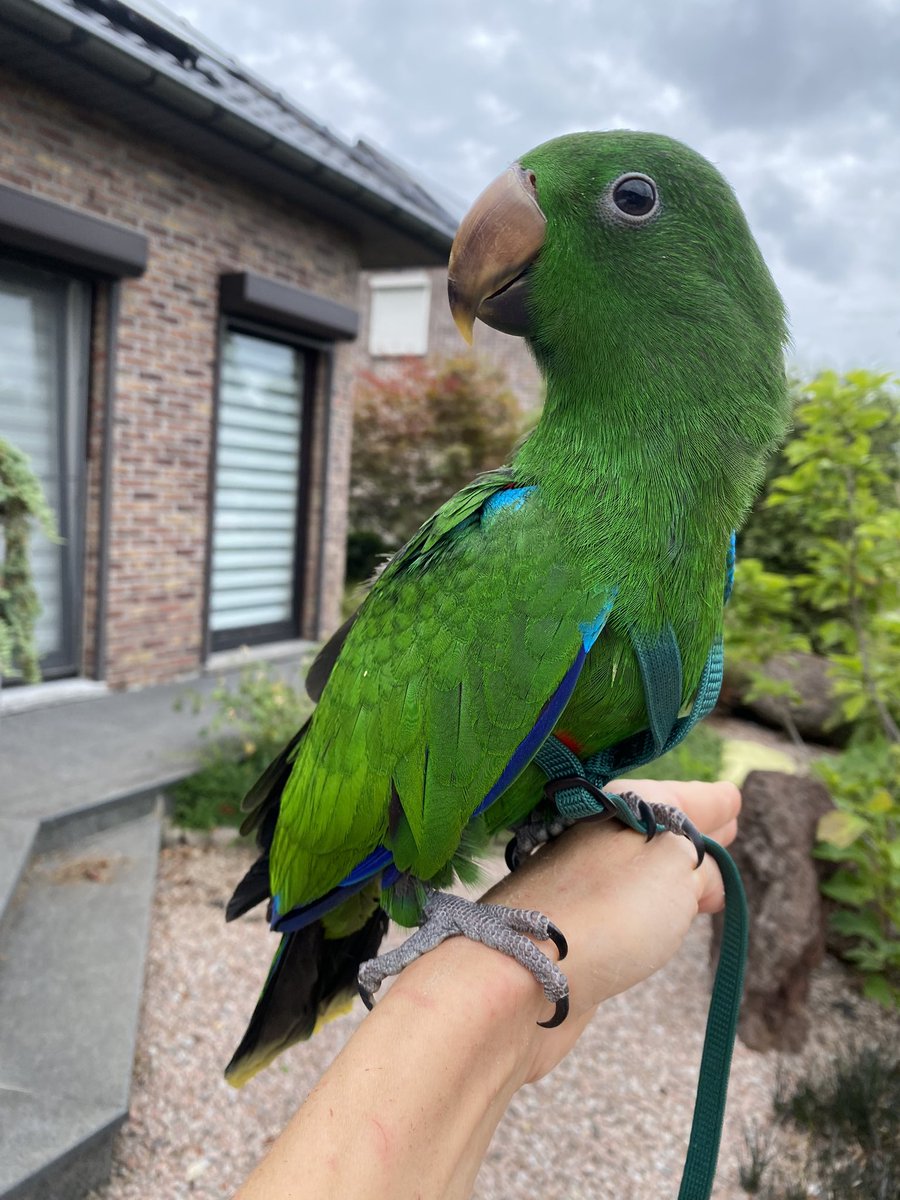 DominikaWalus's tweet image. #Zazou💚 na pierwszym spacerze po ogrodzie 🥰
#EclectusParrot