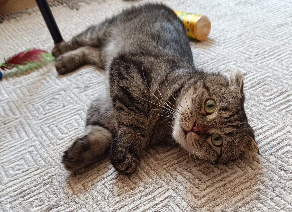 Bu kedi için şimdiye kadar kimse yazmadı. Gerçekten zor durumda olmasam vermek istemezdim. Uyumlu sevecen bir kedi. Dışarıyı hiç bilmiyor. Bahçeye alıştırmaya çalıştım ama çok korktu. Lütfen yuvası olsun artık. /AFYON