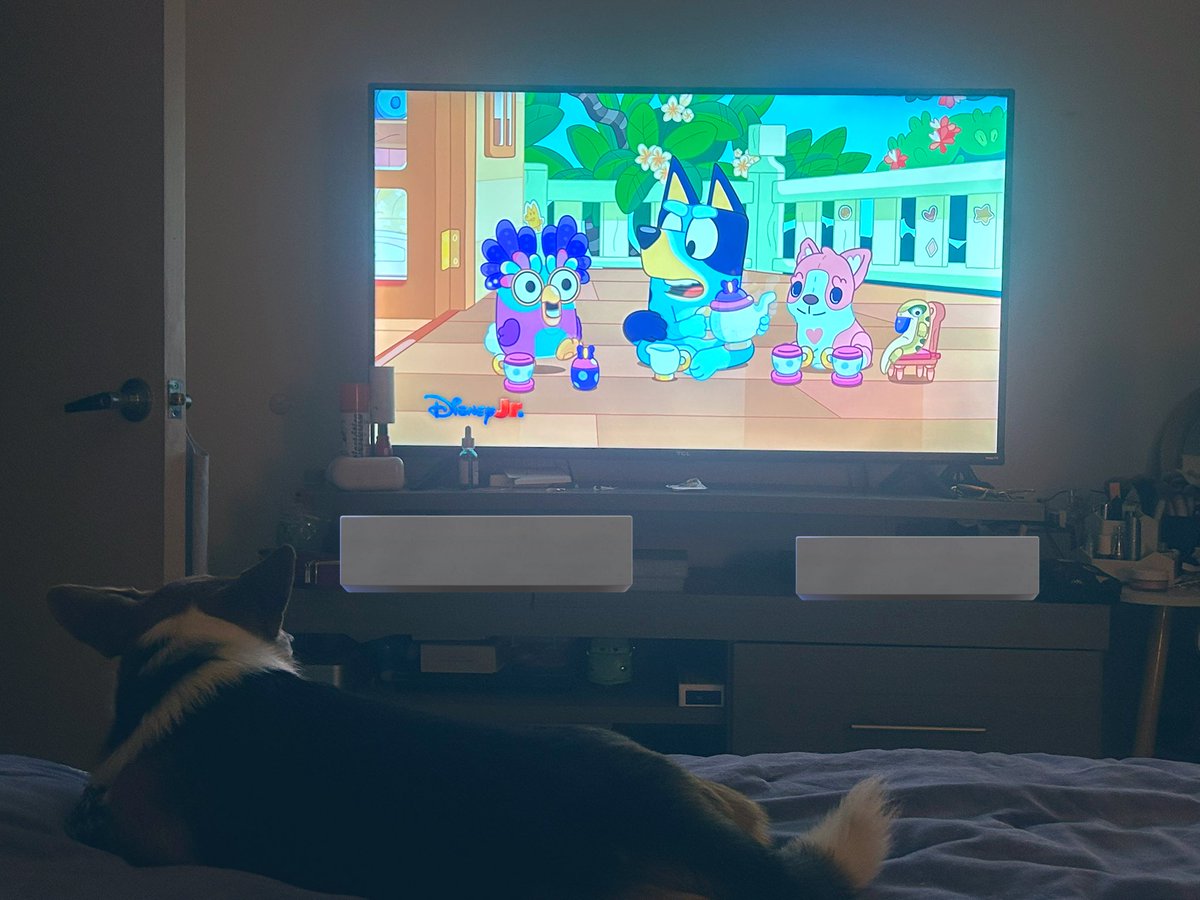En el capipulo de Bluey sale un corgito de pelushe qese yama Poly!