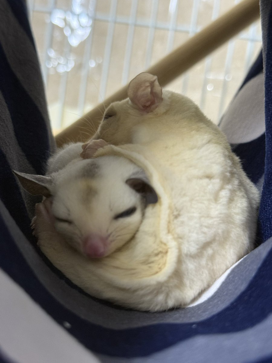 ns4610's tweet image. この2匹尊い🥺
 #フクロモモンガ