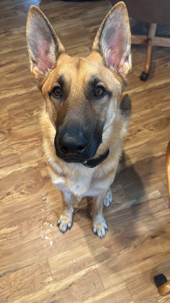 Happy birthday <a href="/talklisteninsp/">CeCi</a>! Have the bestest day! You and Bowser both deserve ice cream today! 

Remi also says happy birthday!