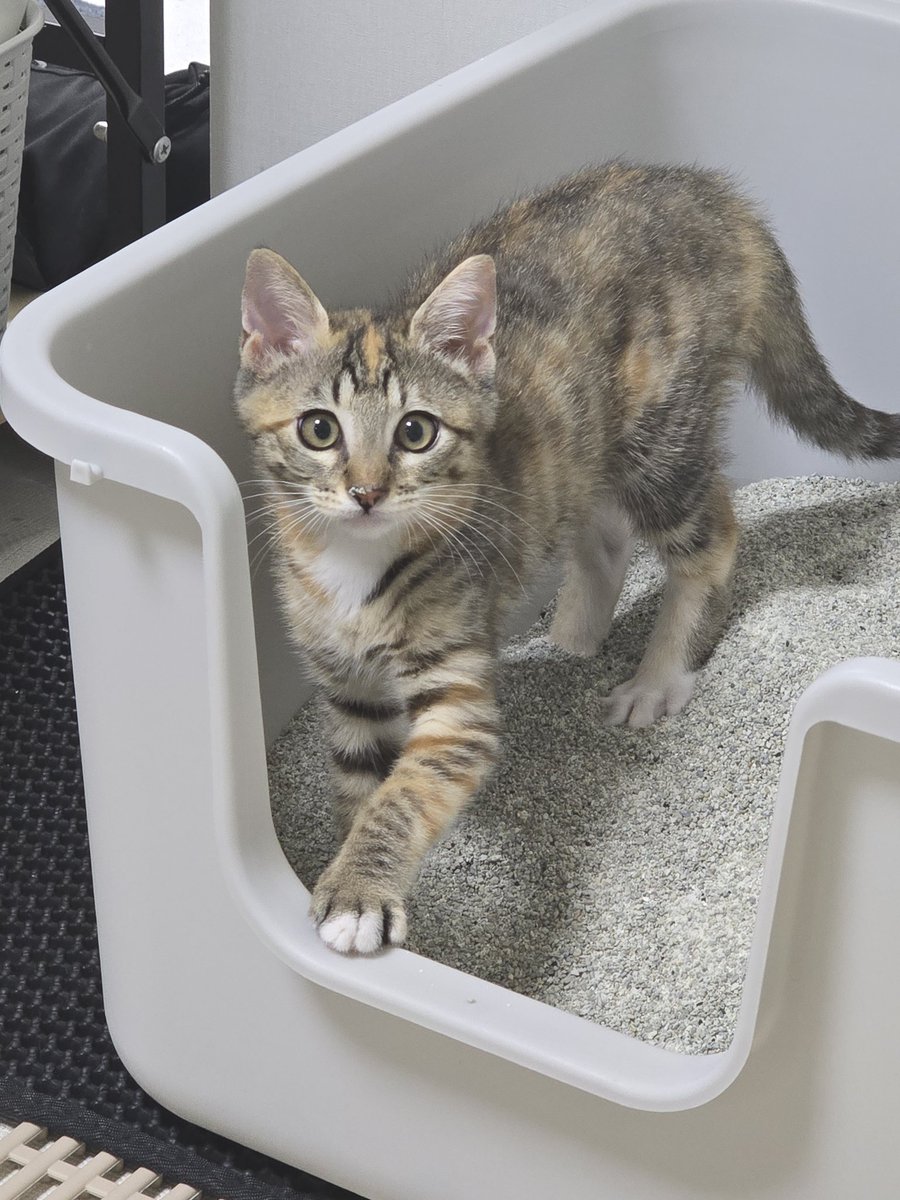 _imbo___'s tweet image. 진짜 길쭉이가 다됐네....
곤히 입양신청 링크⬇️
nabiya.org/adopt
🐱 곤히/여/2025년5월11일생(추정)
🐱 2차 접종/구충완료
#나비야사랑해_곤히 #가족찾는_곤히 #서울경기인천