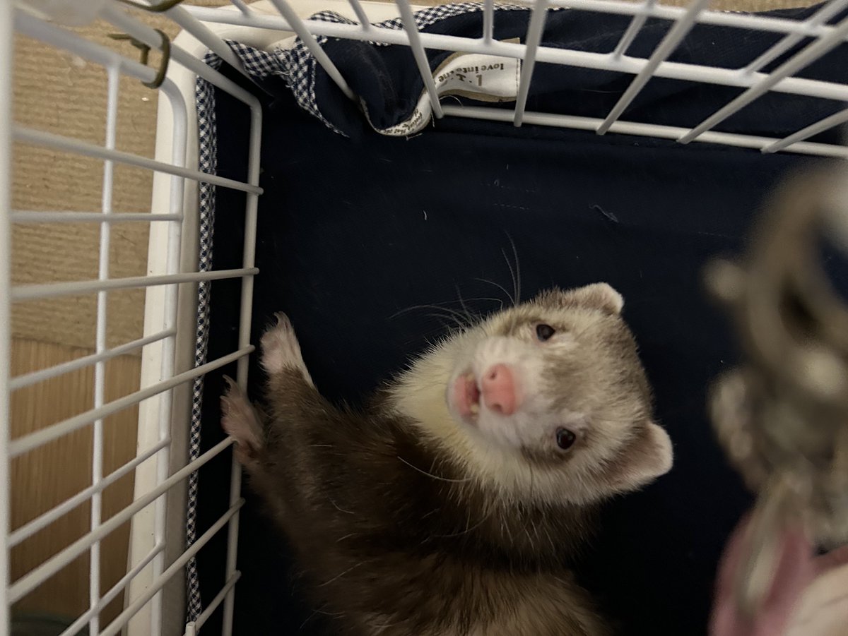 nao_ferret1's tweet image. ん〜( ³ω³).｡o
⬇️
(。´･ω･)ん?
⬇️
(ﾟДﾟ)みたな！