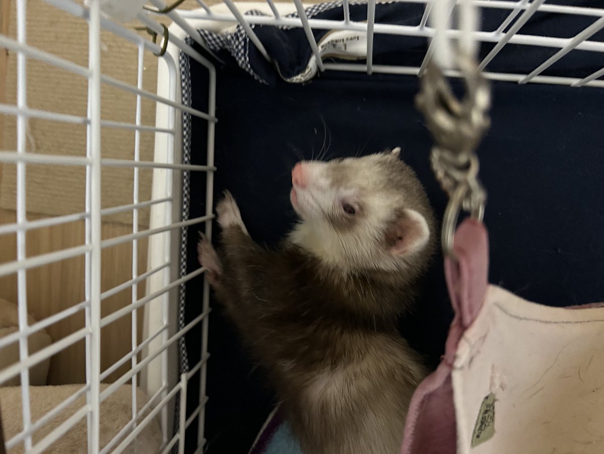 nao_ferret1's tweet image. ん〜( ³ω³).｡o
⬇️
(。´･ω･)ん?
⬇️
(ﾟДﾟ)みたな！