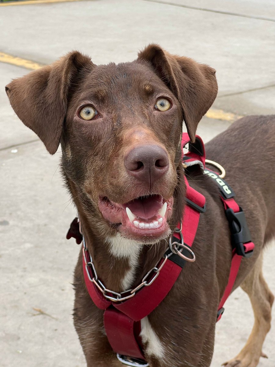 peravi's tweet image. SE VENCE SU TEMPORAL
#Nutella lleva casi 5 meses en adopción y nadie pregunta por ella. En 4 días vence su temporal y necesitamos recaudar S/300 para su hospedaje. 
-OJO 👁️ -
Por cada donación automáticamente les estaré dando un ticket para que participen en nuestra rifita. (Me…