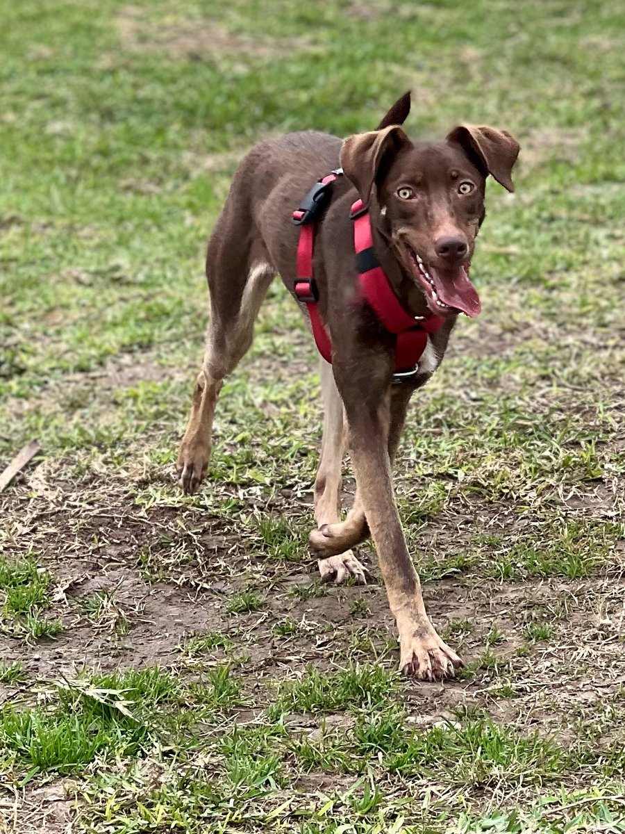 peravi's tweet image. SE VENCE SU TEMPORAL
#Nutella lleva casi 5 meses en adopción y nadie pregunta por ella. En 4 días vence su temporal y necesitamos recaudar S/300 para su hospedaje. 
-OJO 👁️ -
Por cada donación automáticamente les estaré dando un ticket para que participen en nuestra rifita. (Me…