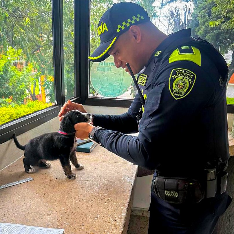 Este pequeño cachorrito, abandonado y solo, vagaba por las calles hasta que los policías de este CAI lo rescataron y ahora lo protegen con todo el cariño y la ternura.

Sin duda, este fiel amigo les brindará alegría y compañía para toda la vida  ❤️🐶

Cada día,  muchos perritos