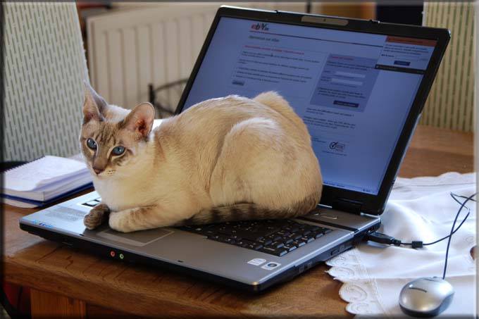 Le chat a défié l'intelligence artificielle… Il a gagné. En s'allongeant sur le clavier.