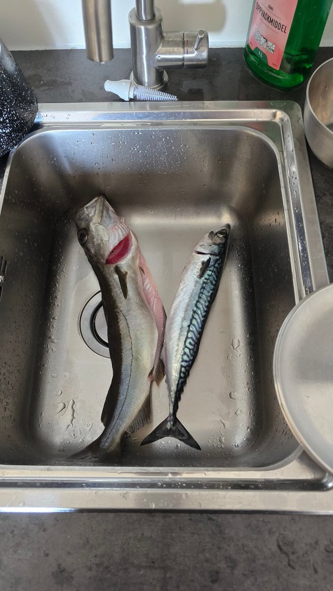 TimVorgens's tweet image. Fier et farouche fjord, fidèle fournisseur de frétillants festins, frayant fièrement face aux flots, falaises et forêts féroces du fantastique fief des flétans.