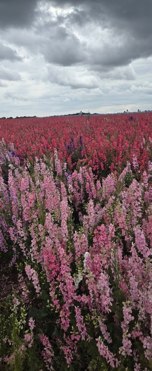 If you live anywhere near North Shropshire/Newport - highly recommend Shropshire Petals Fields. 

It's relatively inexpensive. Very pretty.